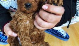 娱乐圈吃瓜爆料弟弟泰迪,泰迪弟弟吃瓜爆料，揭秘幕后真相